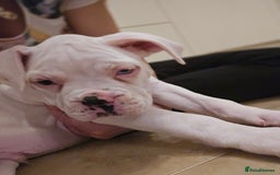 Boxer dogs for sale: Stunning male boxer puppies  - Image 3