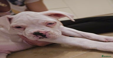 Boxer dogs - Advert 2