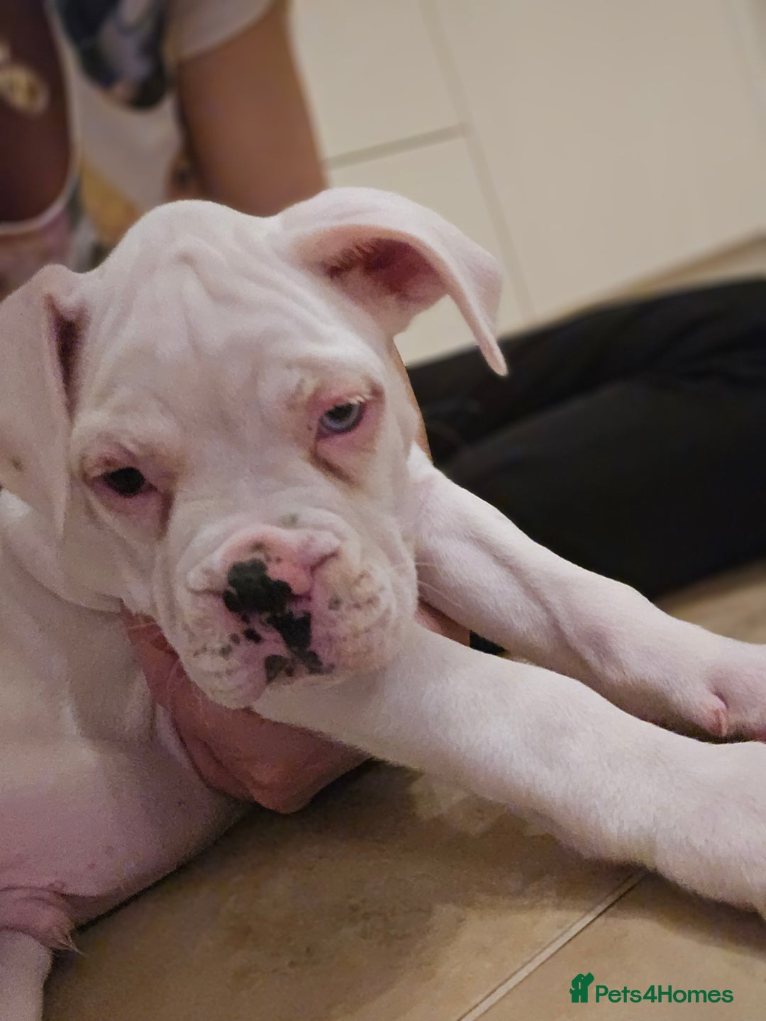 Boxer dogs for sale: Stunning male boxer puppies  - Image 3