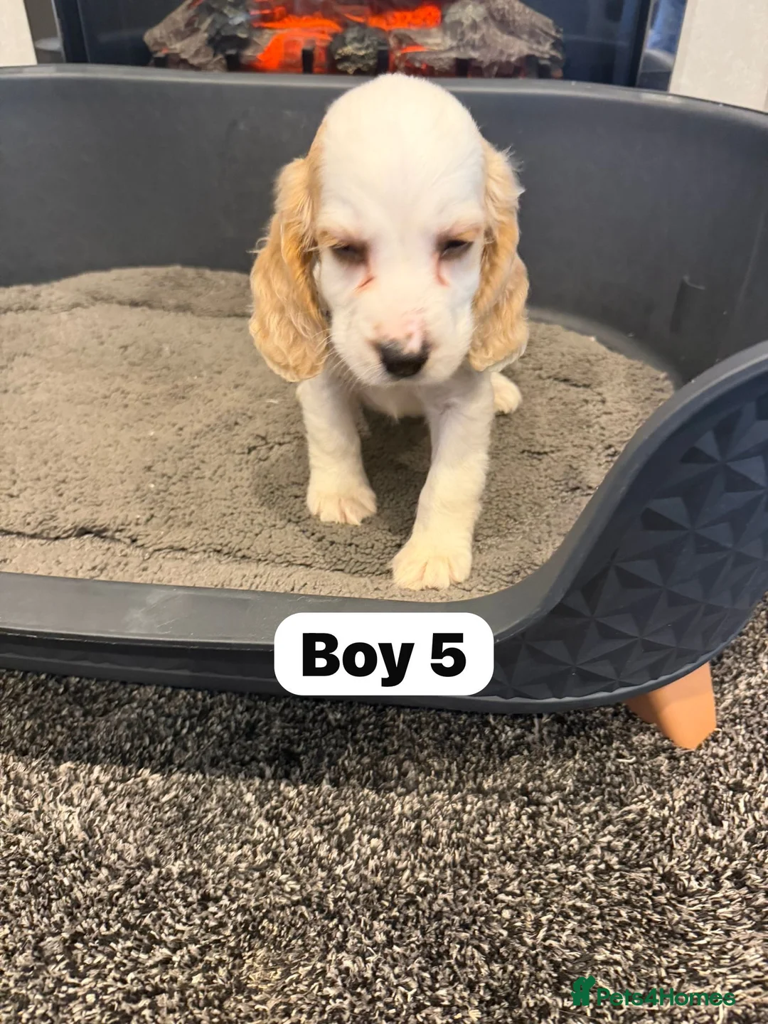 Cocker Spaniel dogs for sale: Beautiful adorable show type cocker spaniels - Advert 38