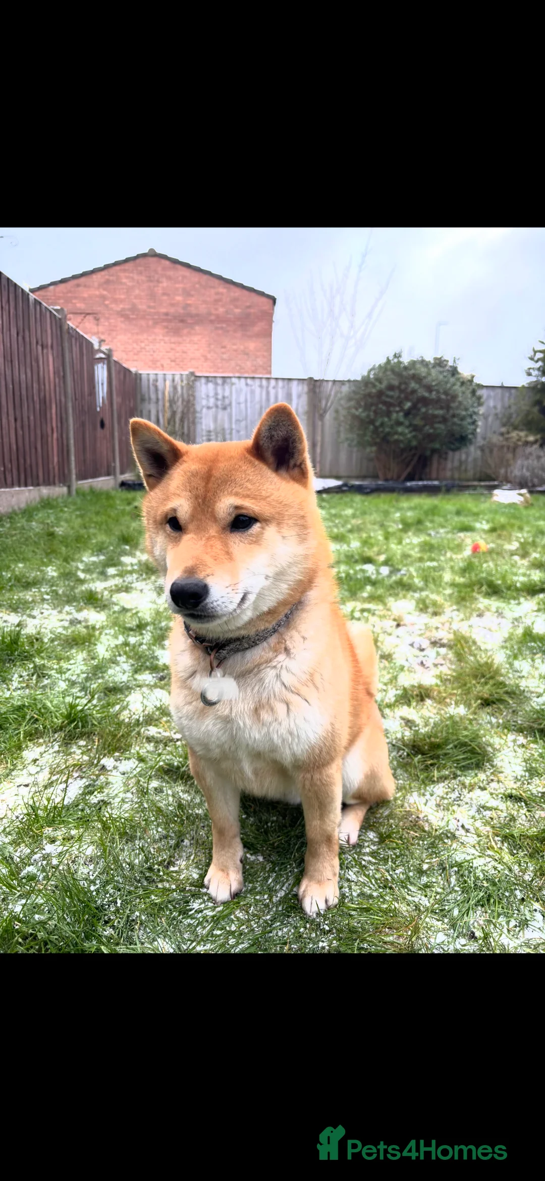 Japanese Shiba Inu dogs for sale: Japanese Shiba Inu  - Advert 6