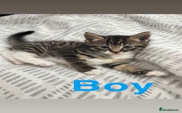 Mixed Breed cats for sale: Beautiful kittens for sale - Image 2
