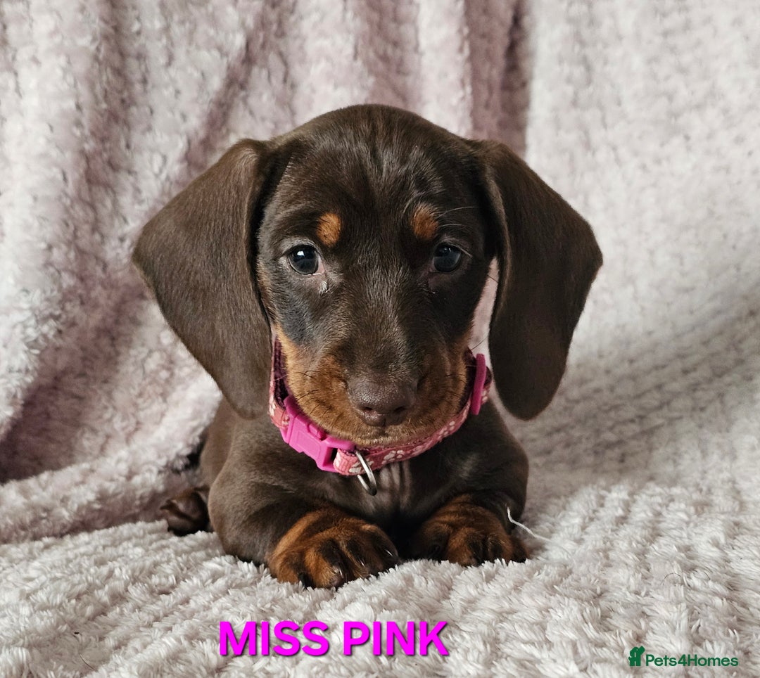 Dachshund dogs for sale: LAST 2!! Chocolate Dachsunds. Champion Lineage! in Worksop - Image 7