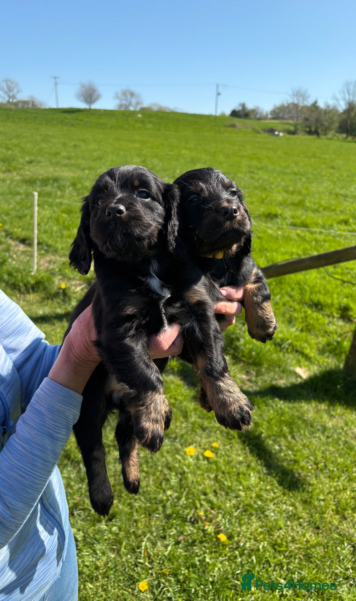 Cocker Spaniel dogs *2 Left*Beautiful Working Cocker Spaniel Puppies - Advert 1