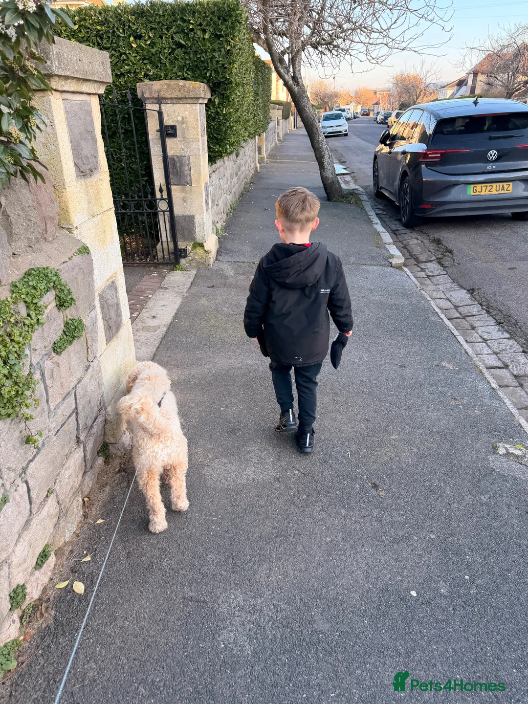 Cockapoo dogs for sale: 23 month old cockapoo boy  - Advert 2