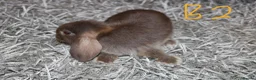 Mini Lop rabbits for sale: 5 Mini Lop / Mini Plush Babies - Advert 7