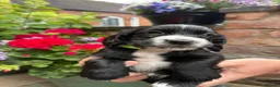 Cocker Spaniel dogs for sale: KC Registered Cocker Spaniel Puppies - Advert 11