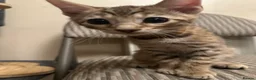 Bengal cats for sale: Bengal kittens  - Advert 20