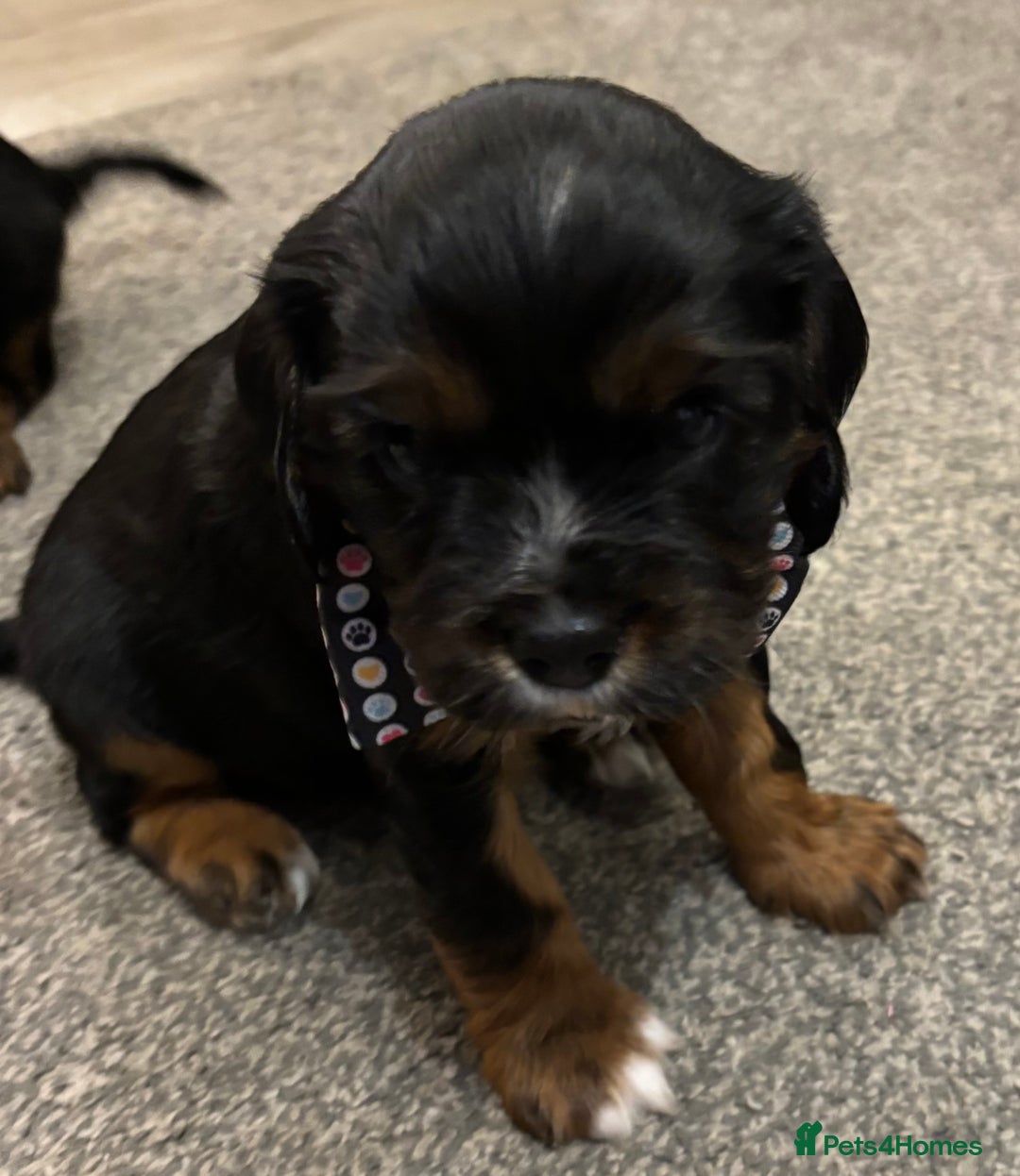 Cavalier King Charles Spaniel dogs for sale: KC registered Cavalier King Spaniel puppies - Advert 6