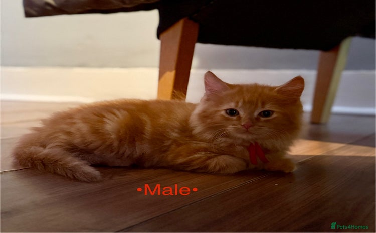 Mixed Breed cats - Advert 5
