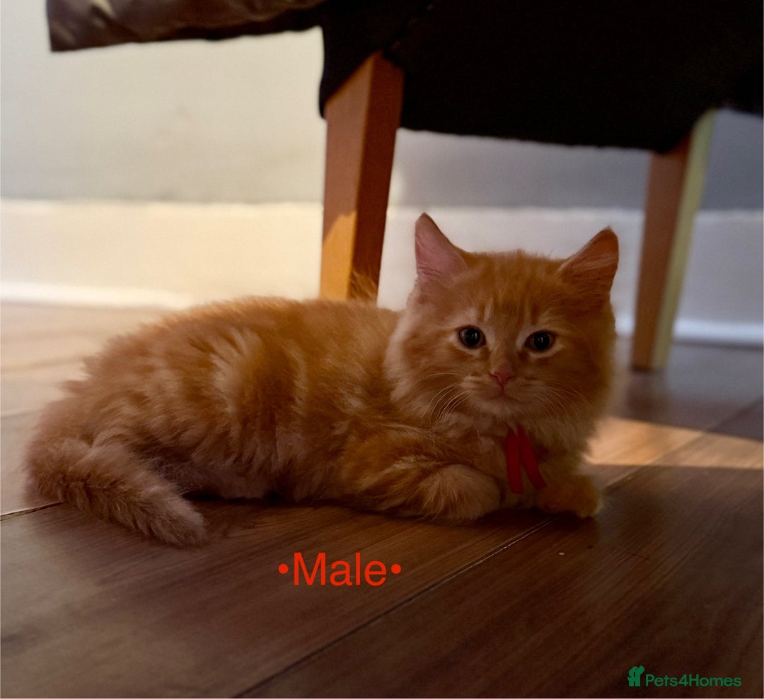 Mixed Breed cats for sale: Beautiful kittens for sale ~ 4 ginger, 1 tortie - Image 1