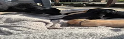 Labrador Retriever dogs for sale: Trainer raised Labrador Puppies  in Mexborough - Advert 5