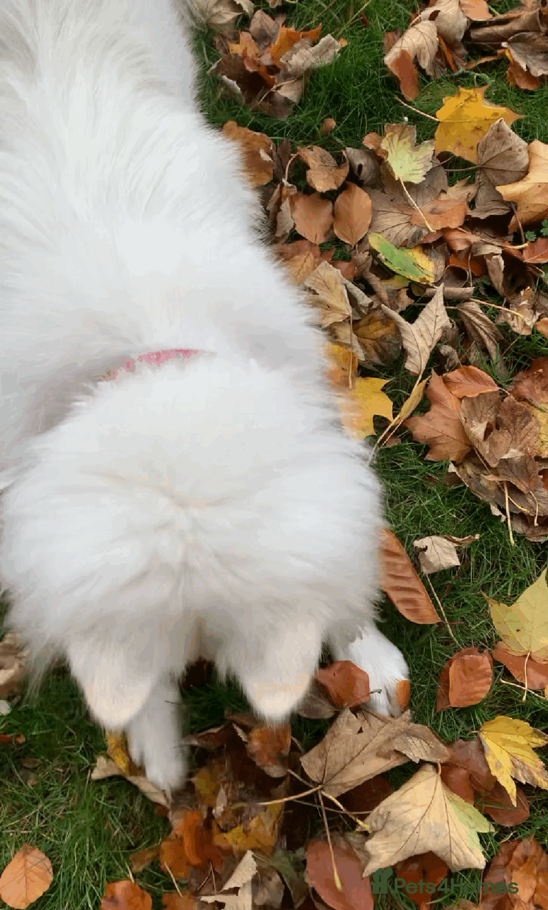 Samoyed dogs for sale: 1 Year old Samoyed Female Dog - Available now! - Image 7