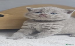 British Shorthair cats for sale: LAST GCCF British Shorthair Kittens Champion - Image 14