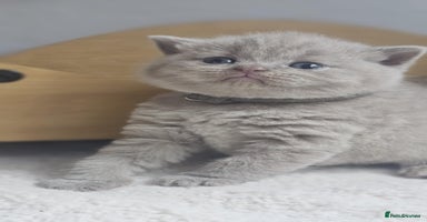 British Shorthair cats - Advert 5