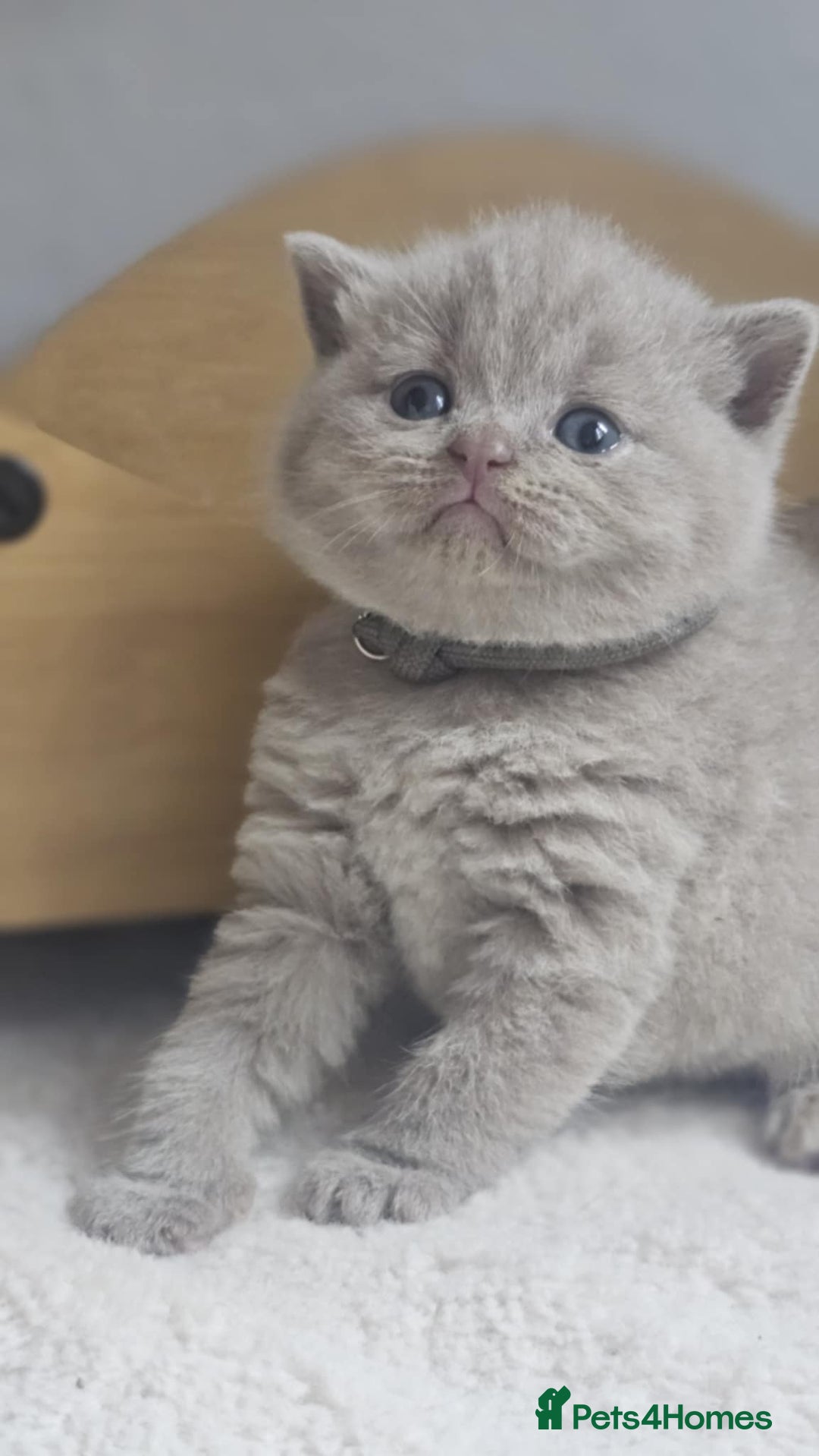 British Shorthair cats for sale: LAST GCCF British Shorthair Kittens Champion - Image 14