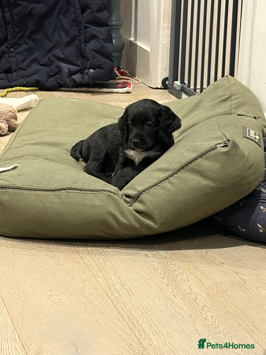 Cocker Spaniel dogs for sale: Working Cocker Spaniel Boy - Advert 3