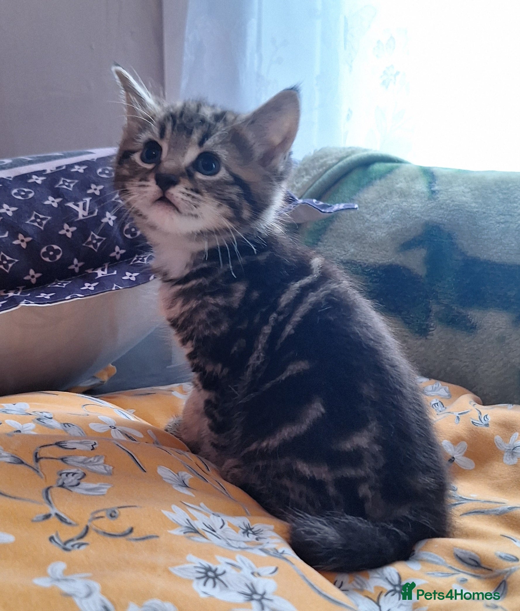 Mixed Breed cats Mixed Half Bengal kittens  - Advert 6