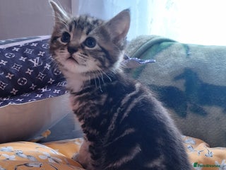 Mixed Breed cats Mixed Half Bengal kittens - Advert 5