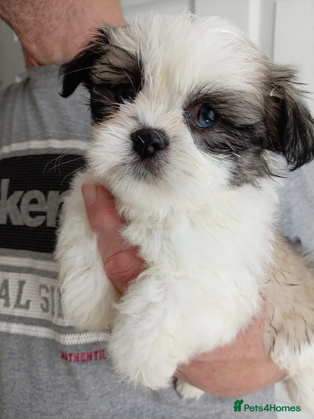 Lhasa Apso dogs for sale: LHASA APSO - Advert 2