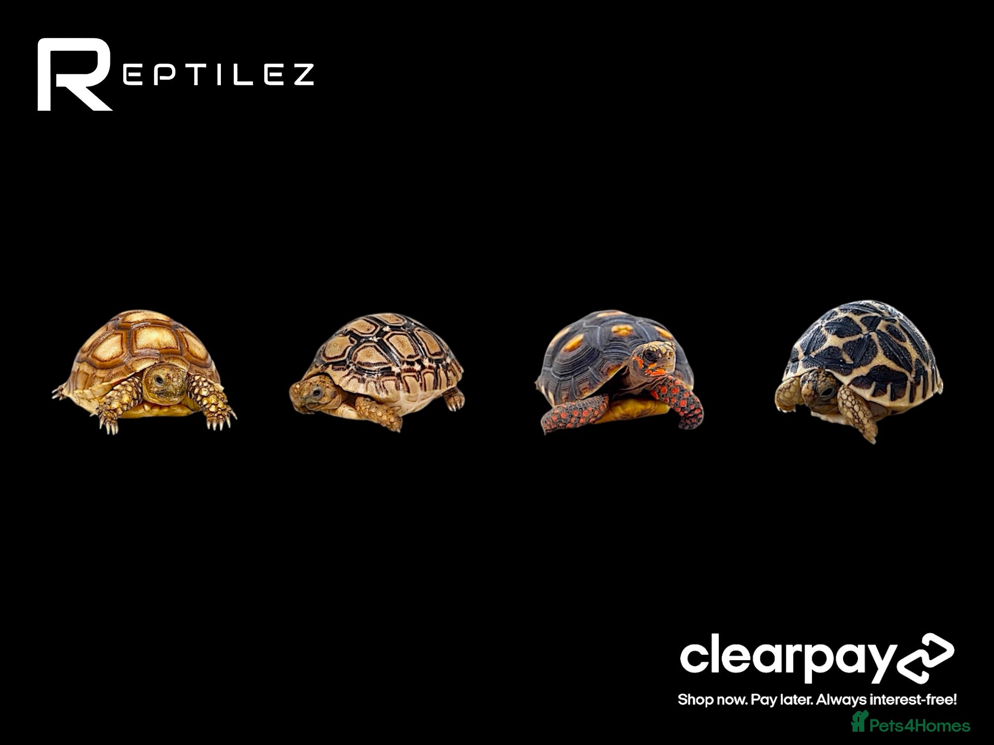 Tortoise reptiles TORTOISE BABIES - Advert 1