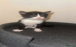 Mixed Breed cats for sale: Loveable Kittens - Advert 10