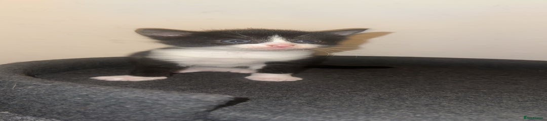 Mixed Breed Kitten 5