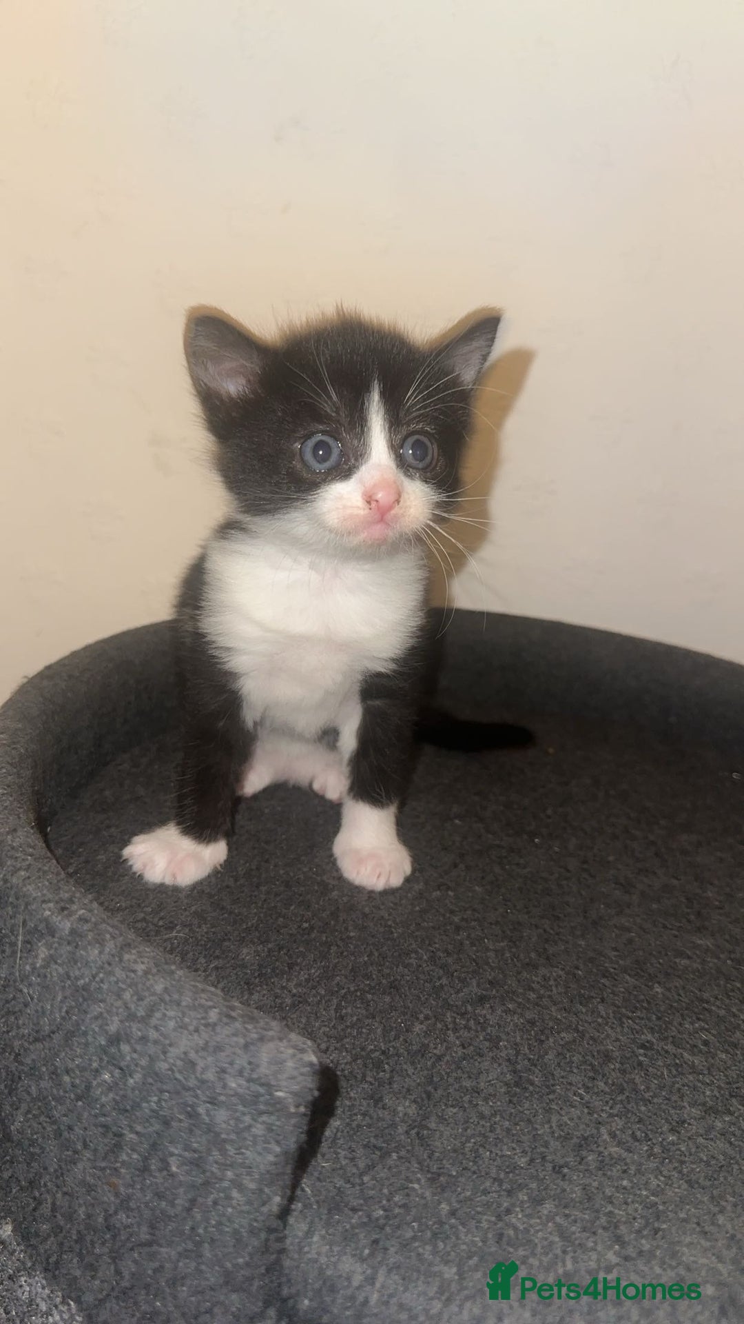 Mixed Breed cats for sale: Loveable Kittens - Advert 10
