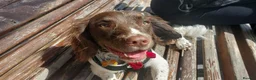 English Springer Spaniel dogs for stud: Alfie in Liversedge - Advert 4