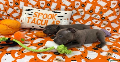 Staffordshire Bull Terrier dogs - Advert 3