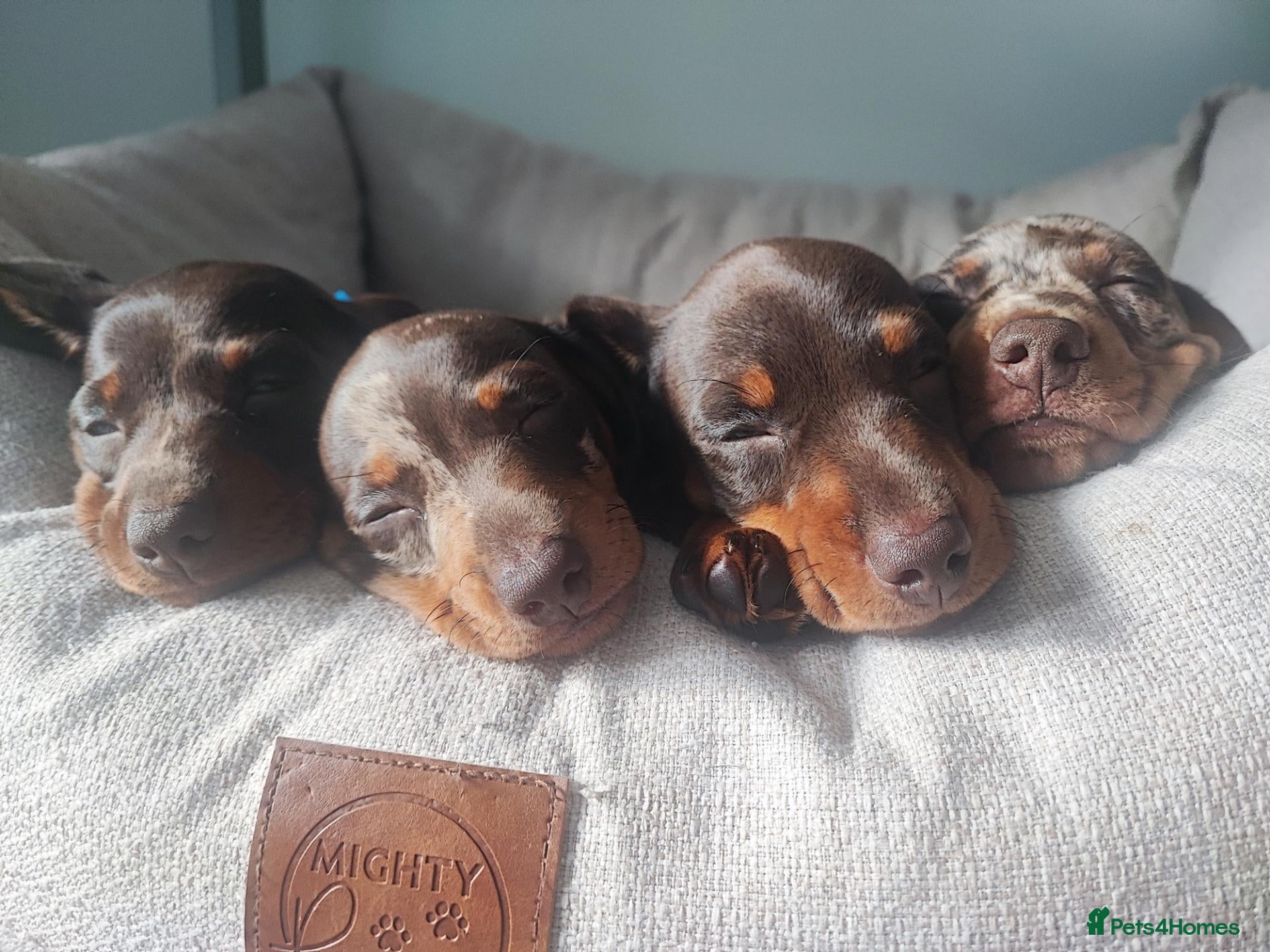 Miniature Dachshund dogs Beautiful miniature dachshund  - Advert 6