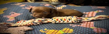 Miniature Dachshund Rusty