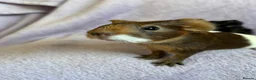 Guinea Pig rodents for sale: Baby boars  - Advert 3