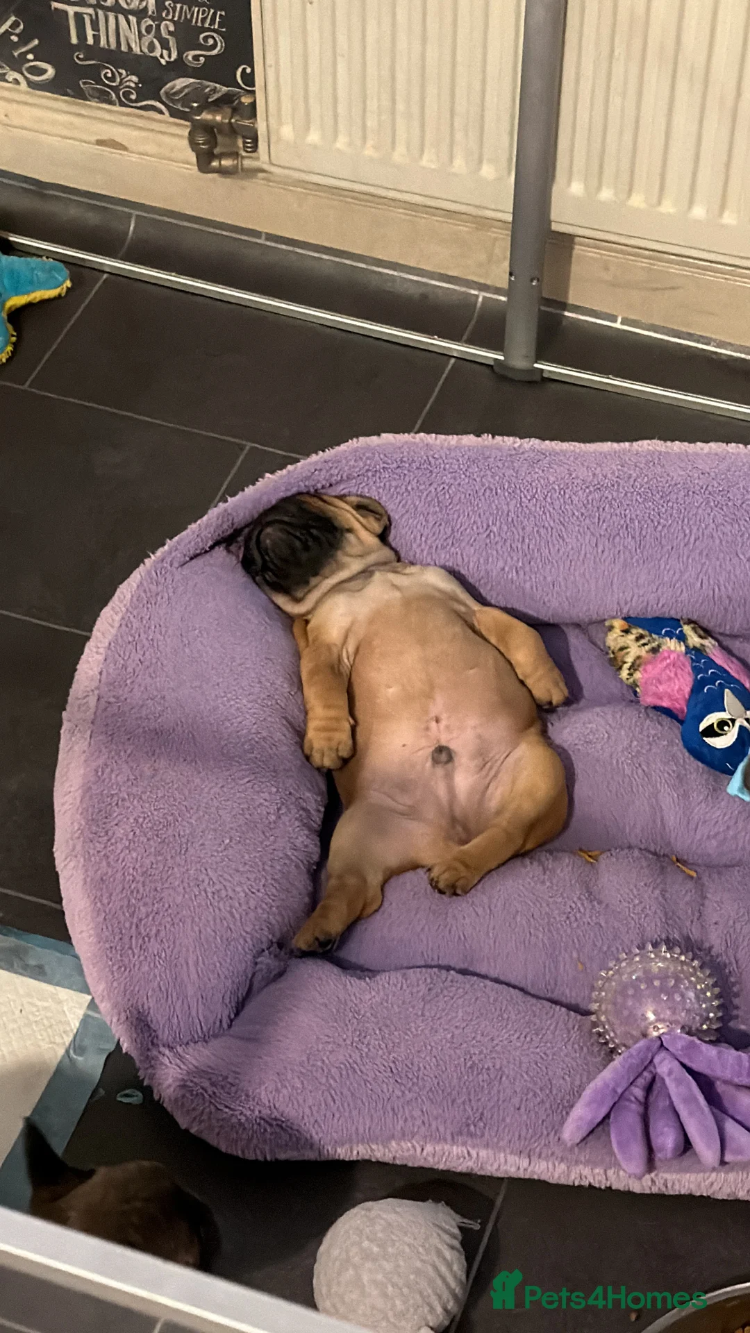 French Bulldog dogs for sale: Multiple colour litters coming in spring 🐶  - Advert 20