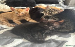 Mixed Breed cats for sale: Adorable kittens 🐈‍⬛ for sale. - Image 1