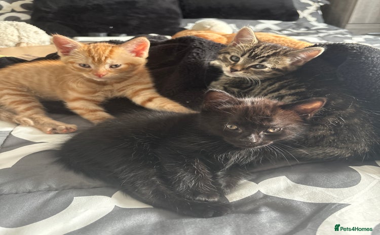 Mixed Breed cats - Advert 11