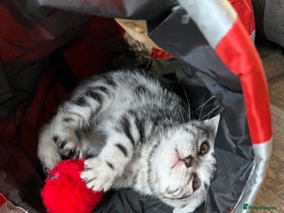 British Shorthair cats GCCF reg BSH BLACK SILVER TABBY KITTENS - Advert 1