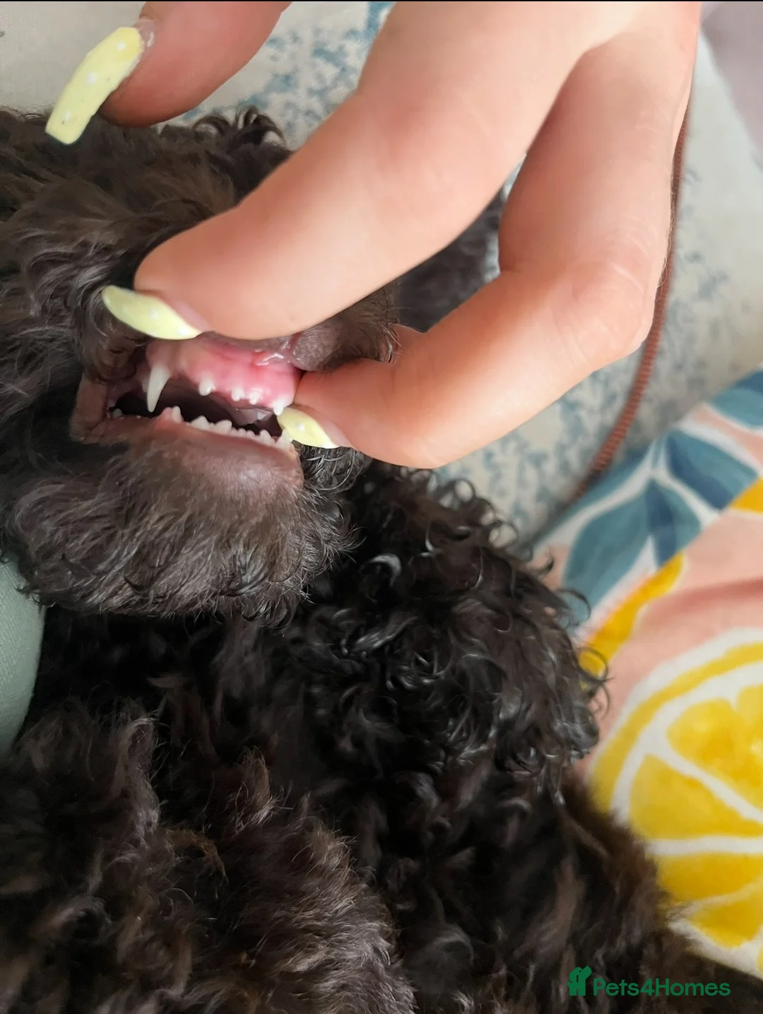 Cockapoo dogs for sale: cockapoo-poo puppy  in Walton-on-Thames - Advert 9
