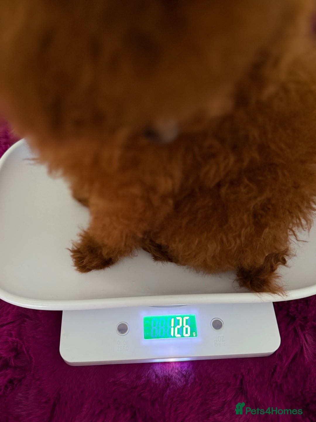 Poodle dogs for sale: Stunning Asian poodle boy for sale  - Advert 13