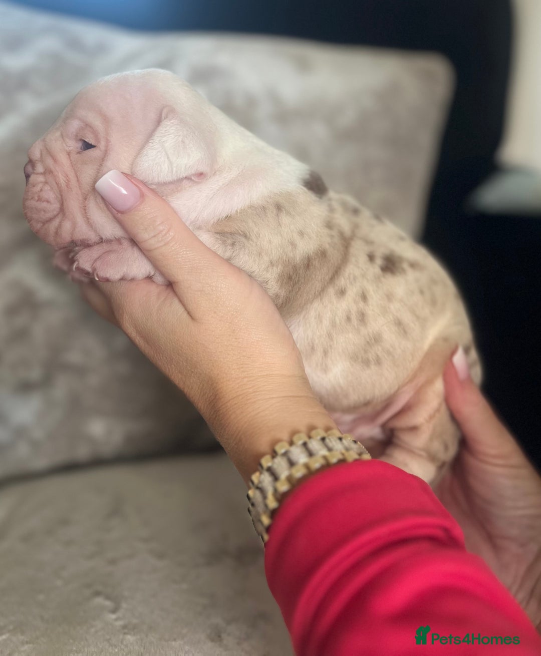 Old Tyme Bulldog dogs for sale: Rainbow litter of stunning old tyme bulldogs  - Image 11