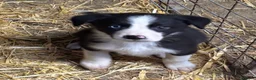 Border Collie dogs for sale: Ready Now - Border collie pups  - Advert 10