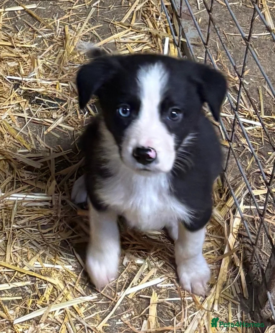 Border Collie dogs for sale: Ready Now - Border collie pups  - Advert 10