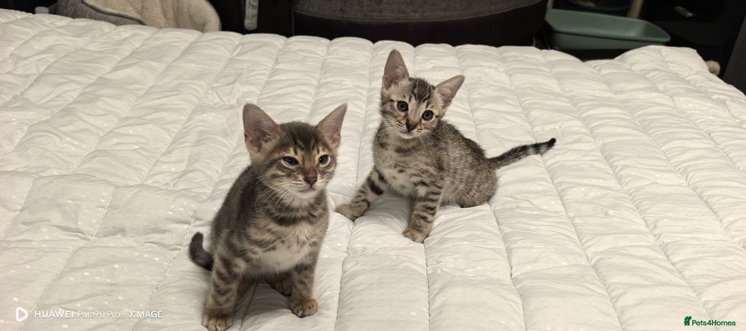 Bengal cats for sale: Silver Bengal kitten for sale  - Advert 8