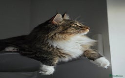 Maine Coon cats for sale: Maine Coon Kitten - Image 3