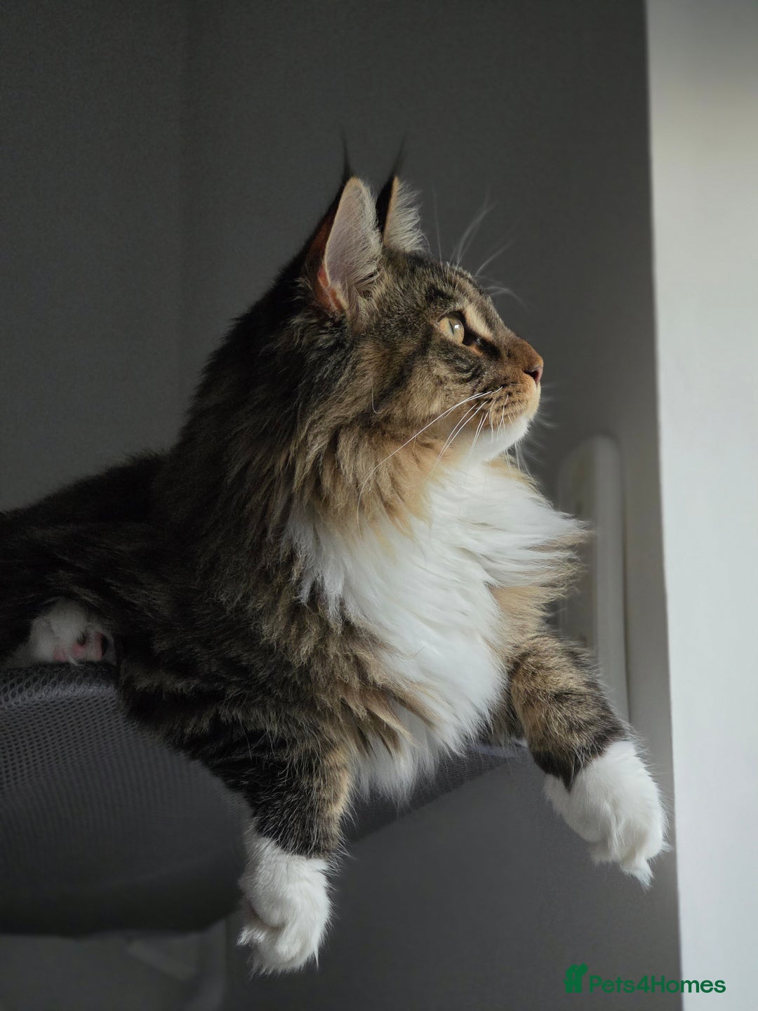 Maine Coon cats for sale: Maine Coon Kitten - Image 3