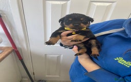 Rottweiler dogs for sale: Rottweiler puppies - Image 12