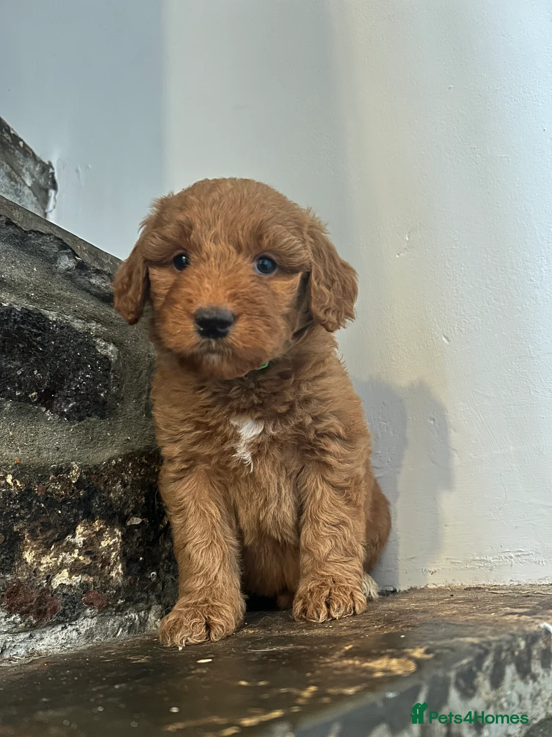 Mixed Breed dogs for sale: Red doodles - Advert 4
