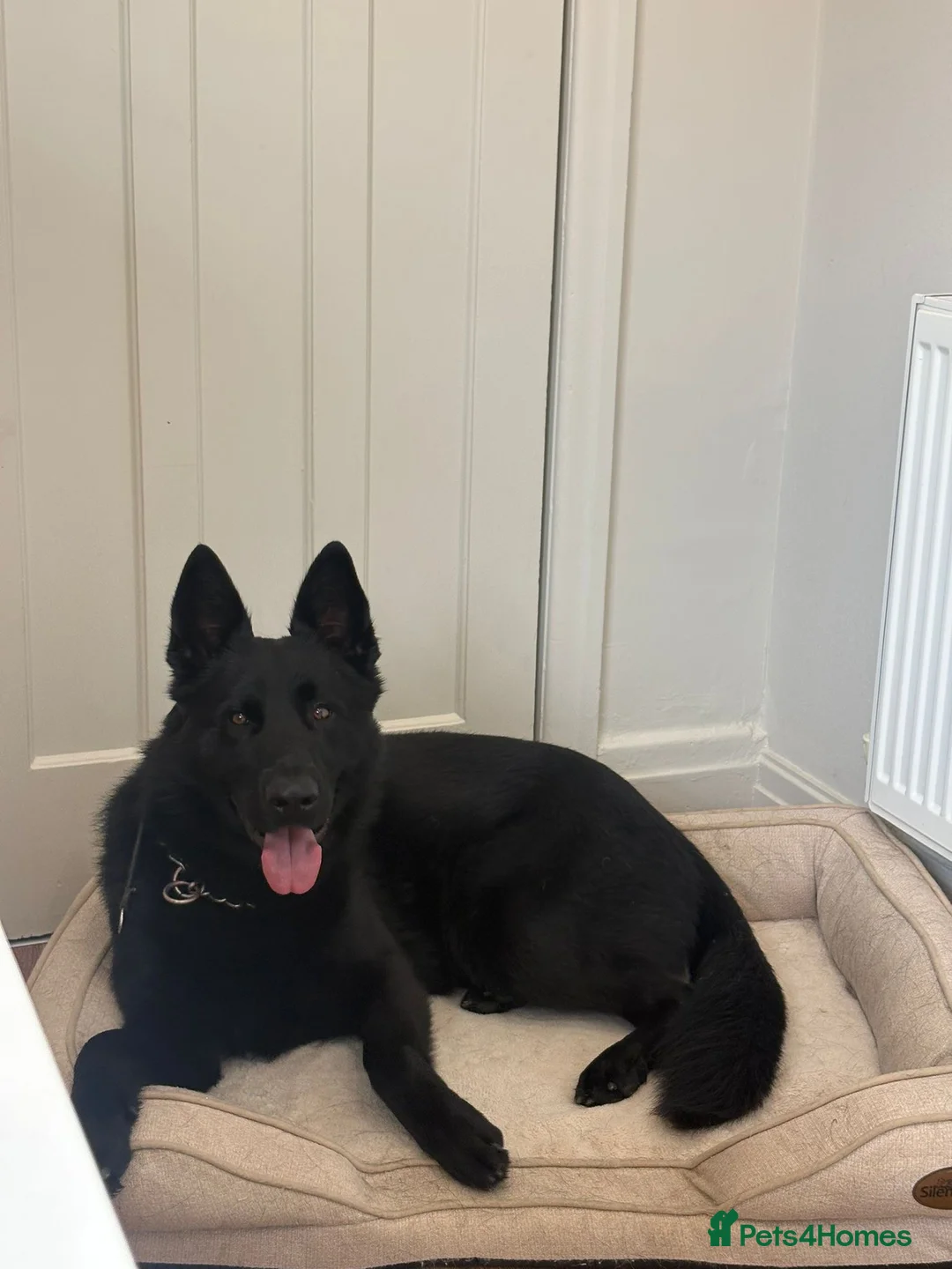 German Shepherd dogs for sale:  Czech (DDR) family dog  - Advert 4