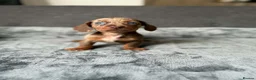 Dachshund dogs for sale: Miniature Dachshund  - Advert 10