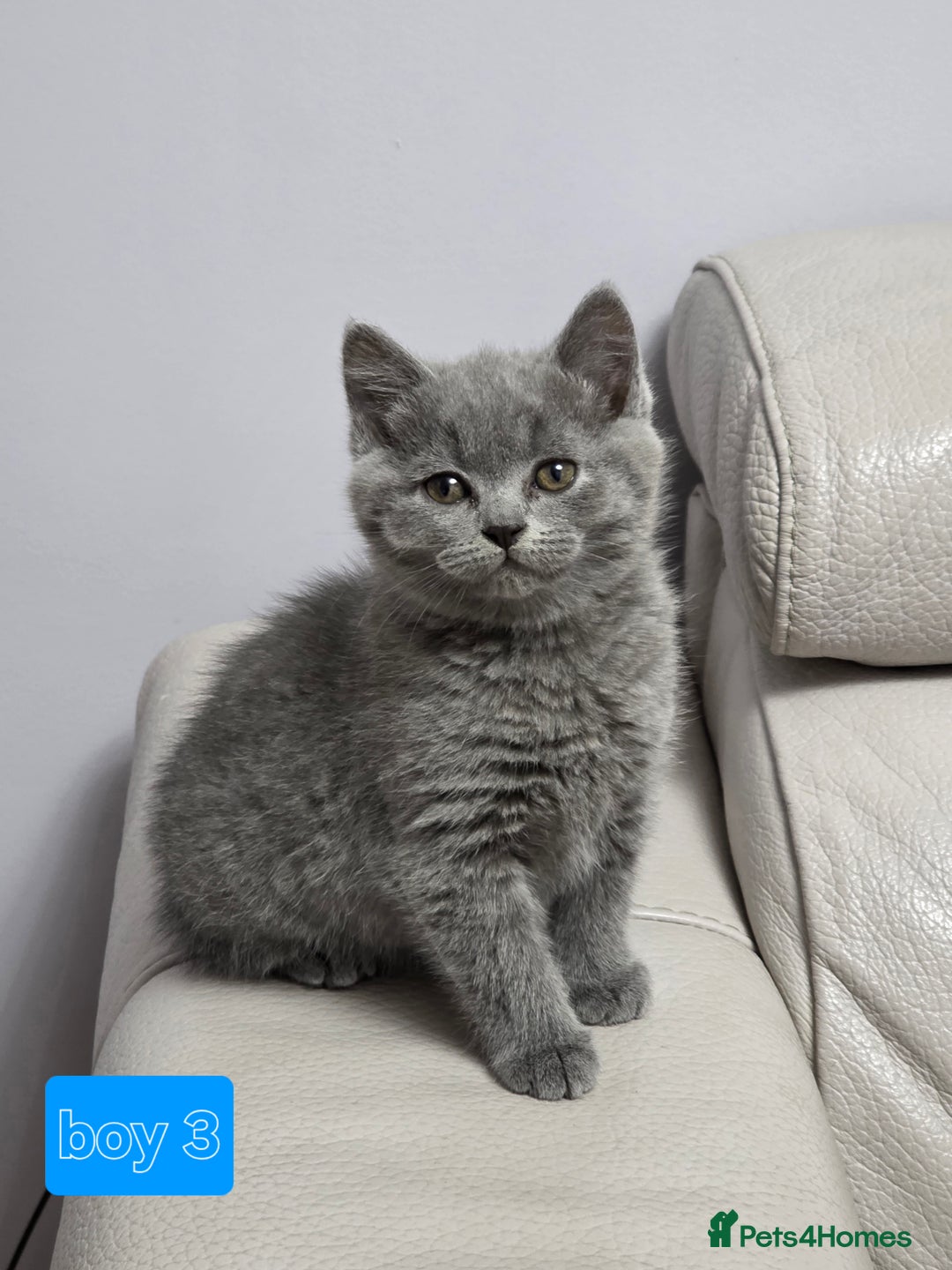 British Shorthair cats for sale: Wonderful british shorthair kitten - Advert 13